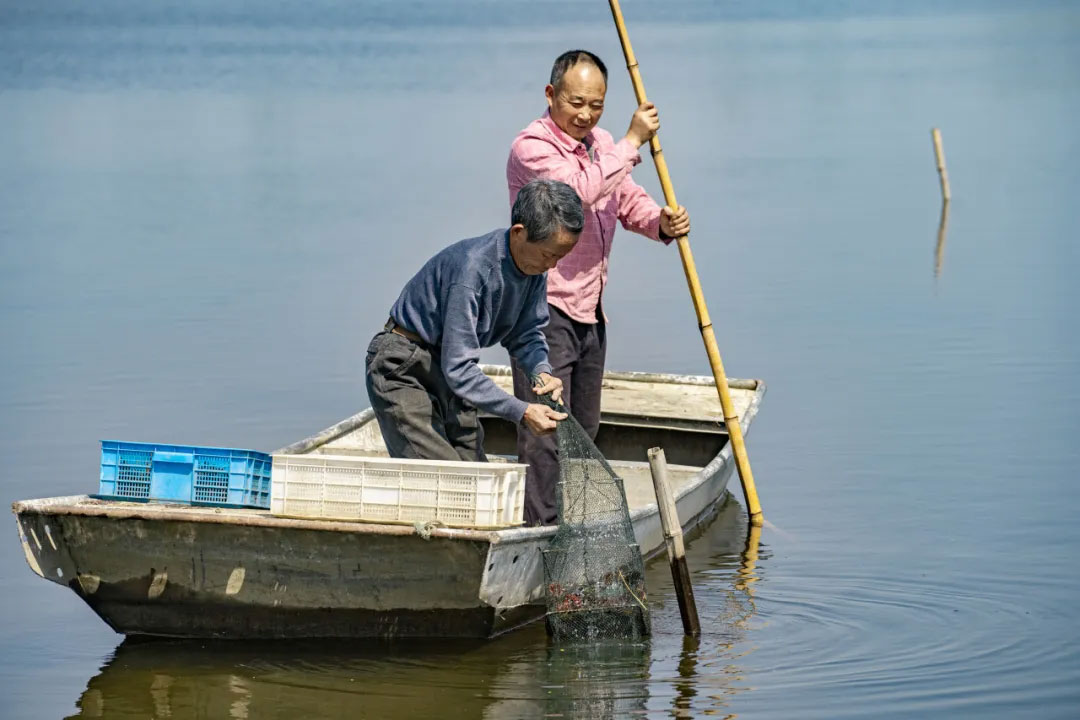 養(yǎng)殖工人正在打撈小龍蝦.jpg